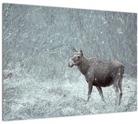 Kép - jávorszarvas egy hóval borított erdőben (üvegen) (70x50 cm)