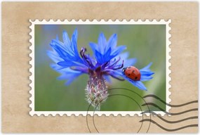 Poszterek 90x60 Haber katicabogárral