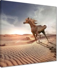 Vászonkép 50x50 Ló Lovak Lovaglás