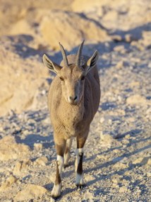 Poszter 30x40cm Nubiana Ibex 8, Assaf Frank