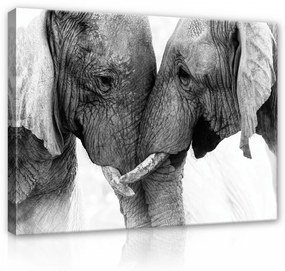 Vászonkép, Elefántok szeretik egymást 80x60 cm méretben
