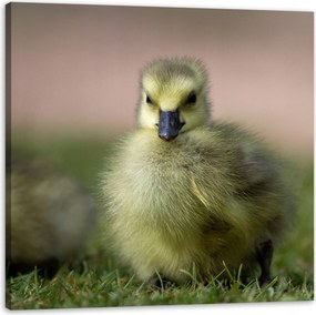 Vászonkép Állatok Kacsa 90x90 cm