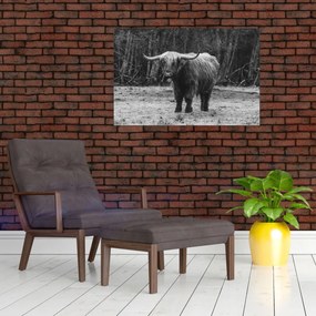 Kép - Skót tehén (90x60 cm)