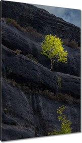 Vászonkép 80x120 Fa Kilátás