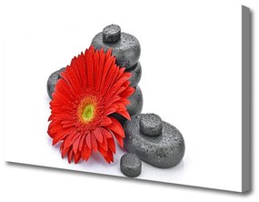 Canvas kép Piros gerbera virágok 100x50 cm