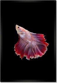Poszterek keretben 40x60 Vörös sziámi hal
