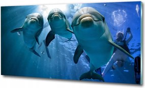 Fotó-kép edzett üveg Három delfin 100x70