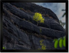 Poszterek keretben 40x30 Fa Kilátás