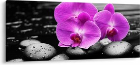 Kép - Lila orchideák (120x50 cm)
