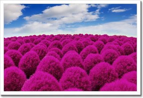 Poszterek keretben 60x40 Kifejező rét Tájkép