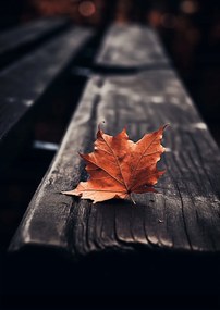 Poszter 42x59,4cm Egyetlen levél