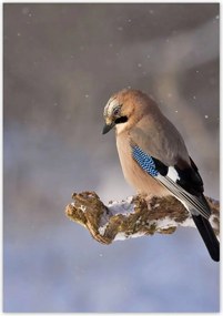 Poszterek 70x100 Magányos madár Madár