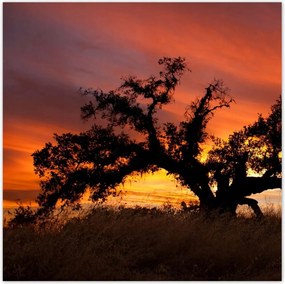 Poszterek 100x100 Afrikai tájkép