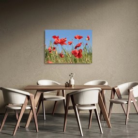 Kép - Pipacsok  (üvegen) (70x50 cm)