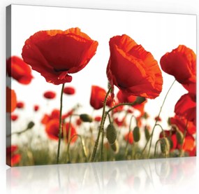 Vászonkép 70x50 Napsütötte Pipacsok Provence-i stílusban a nappaliba vagy a hálószobába