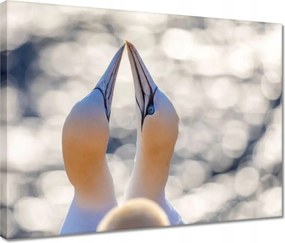 Vászonkép 40x30 Madarak