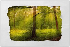 Poszterek 60x40 Varázslatos erdő Tájkép