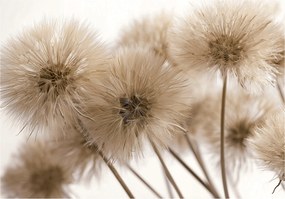 Fotótapéta Pipacs Virág Boho Természet Nappali Hálószoba Vászon 350x250