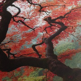 Red Japanese Maple, Portland, Oregon képe (90x60 cm)