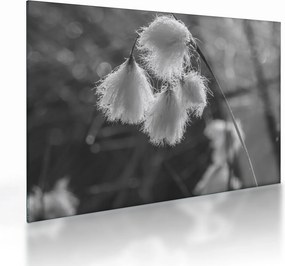 Üveg kép - Cottongrass (70x50 cm)
