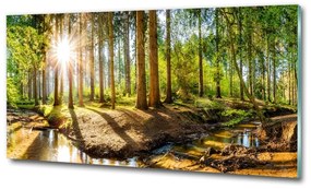 Üvegfotó Panorama erdő osh-145813283