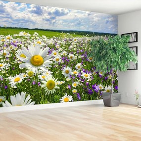 Fotótapéta Meadows és virágok 104x70 cm