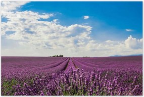 Poszterek 120x80 Levendulamező Levendula