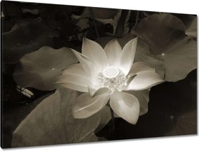 Vászonkép 120x80 Lótusz Lótuszvirág