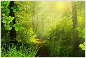 Poszterek 120x80 Varázslatos erdő Tájkép
