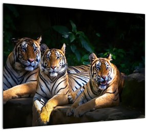 Kép - Tigris testvérek (70x50 cm)