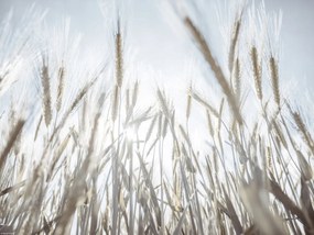 Poszter 40x30cm Napsugarak az árpán keresztül, Assaf Frank