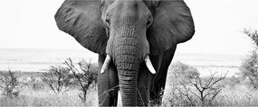Kép - Afrikai elefánt II. (120x50 cm)