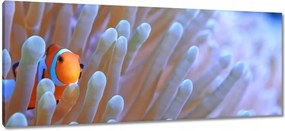 Vászonkép 100x40 Csodálatos tengeri világ