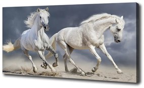 Vászonkép White horse beach oc-106869148