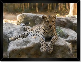 Poszterek keretben 40x30 Leopárd