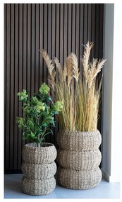 Műnövény Skimmia – House Nordic