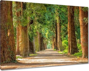Vászonkép 100x70 Út a parkban Fák