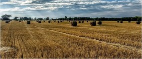 Betakarított gabona mező képe (120x50 cm)