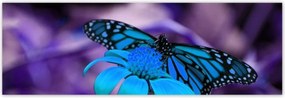 Poszterek 200x66 Kék pillangó