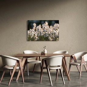 Kép - Keskenylevelű gyapjúsás (90x60 cm)