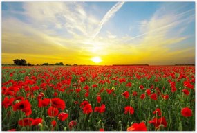 Poszterek 120x80 Pipacsok mező nyugattal