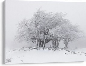 Kép - fehér tél (70x50 cm)