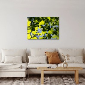 Kép - juhar levelek (70x50 cm)