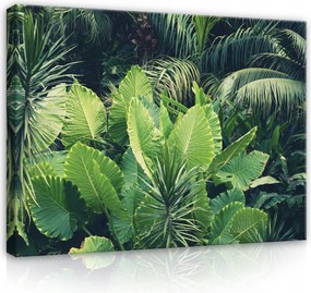 Vászonkép 80x60 Trópusok dzsungel levelek zöld természet egzotikus frissesség