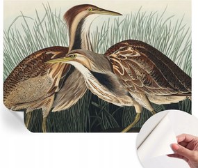 Divatos öntapadós fali tapéta Madarak realisztikus 208x146 cm