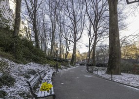 Poszter 84x59,5cm Egy csokor sárga virág egy padon a parkban, Assaf Frank