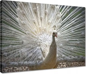 Vászonkép 40x30 Madarak