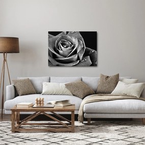 Kép - Rózsa, fekete-fehér (70x50 cm)
