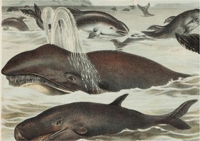 Matt Fotótapéta Flizelin Falra Tengeri lények 312x219 Ragasztó