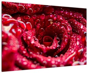 Vörös rózsa virágzata képe (90x60 cm)